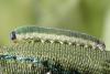 Emphytus sp.